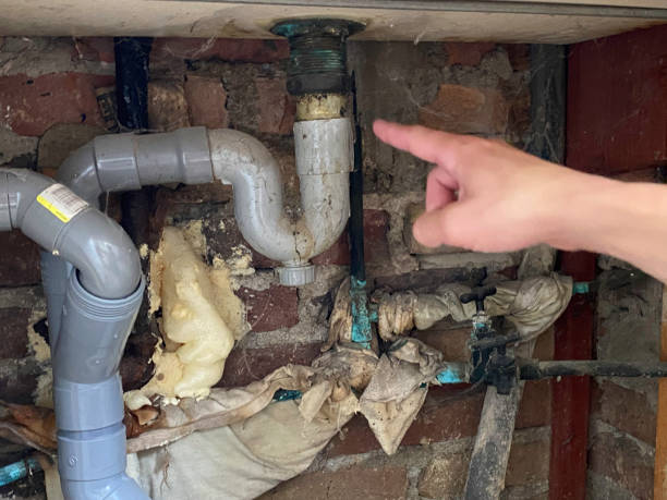 Best Mold removal after water damage  in Sharon, TN
